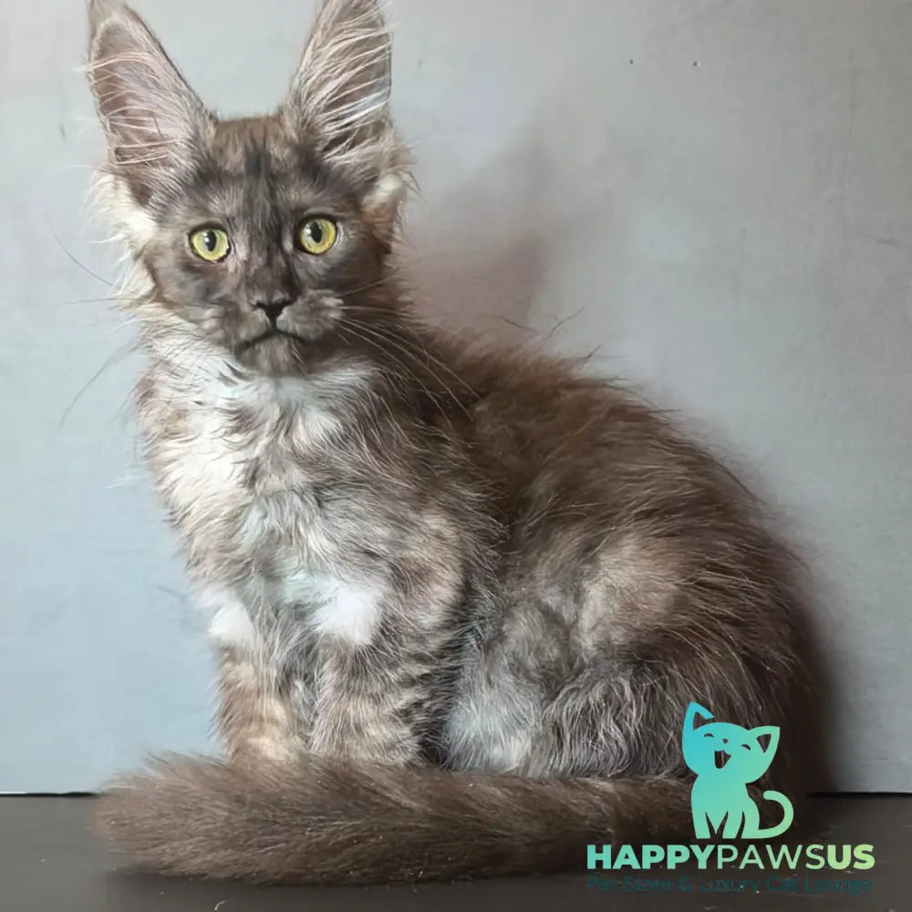 Ivi Maine Coon female black silver - live animals