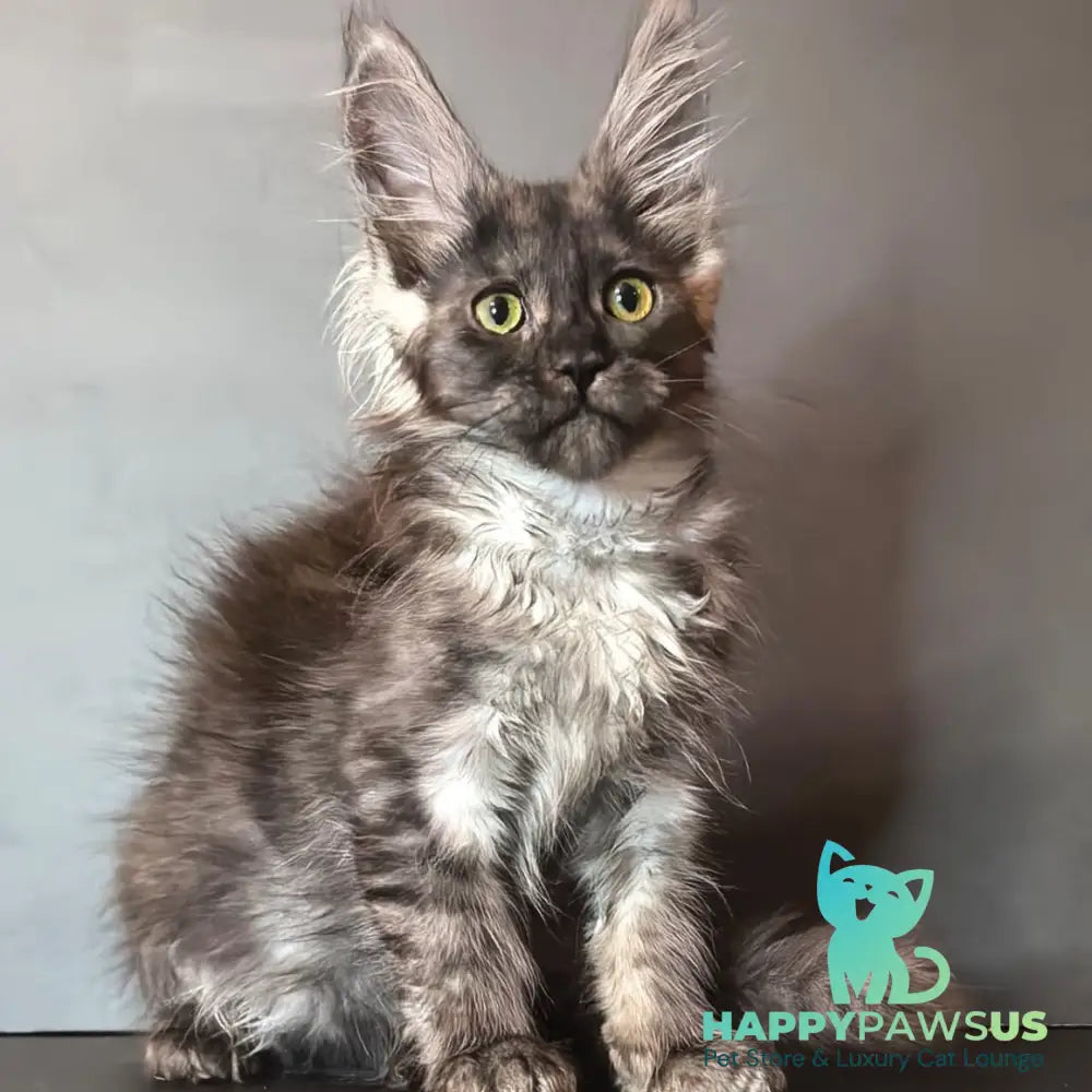 Ivi Maine Coon female black silver - live animals