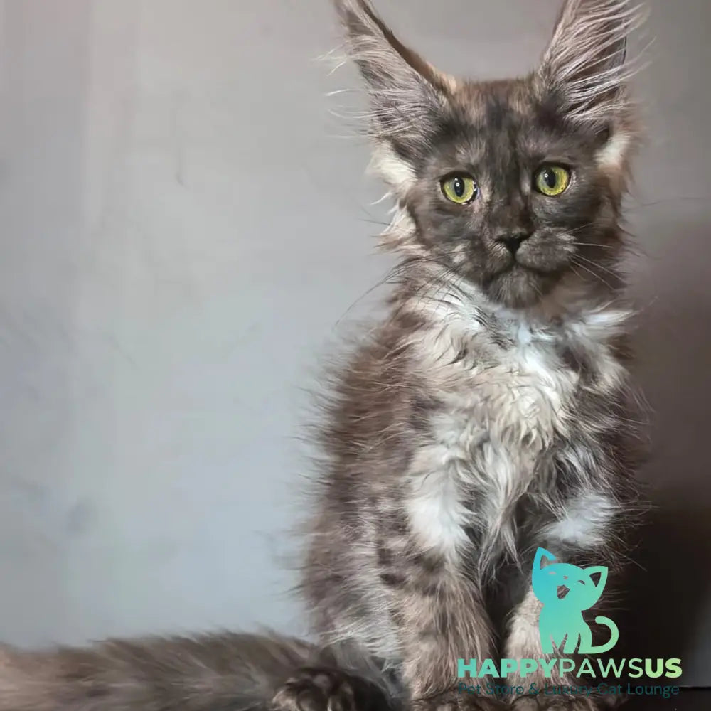 Ivi Maine Coon female black silver - live animals