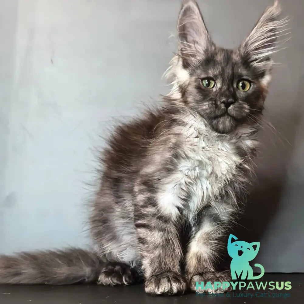 Ivi Maine Coon female black silver - live animals