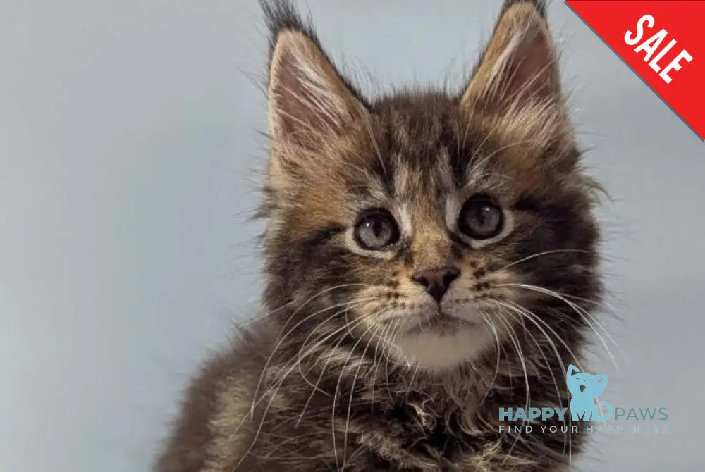 Ivi Maine Coon female black tabby live animals