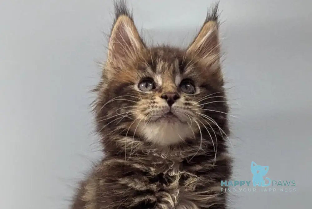 Ivi Maine Coon female black tabby live animals