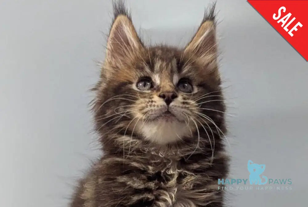 Ivi Maine Coon female black tabby live animals