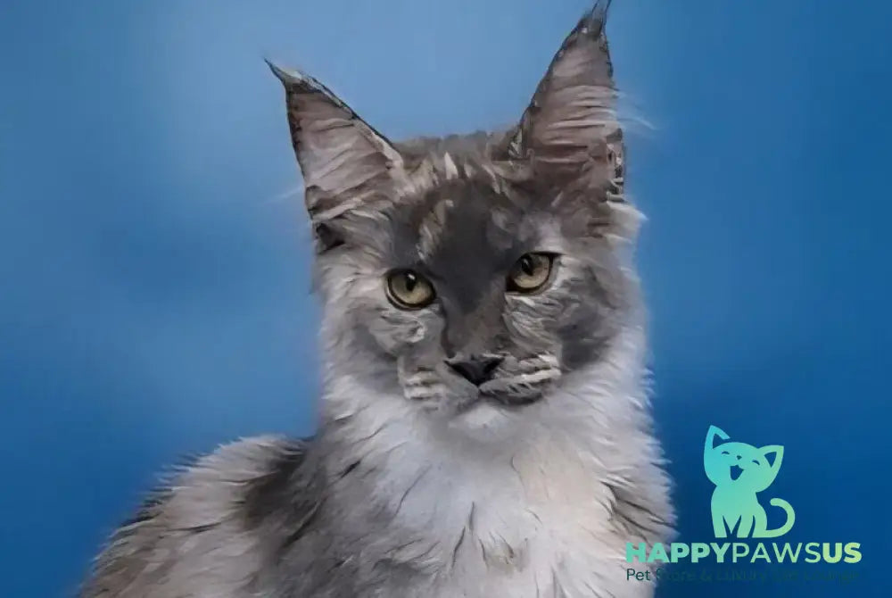 Ivi Maine Coon female blue tortie silver live animals