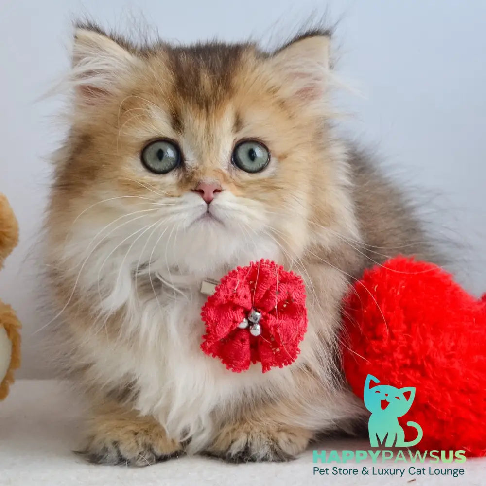 Ivie Munchkin female black golden ticked tabby - live animals