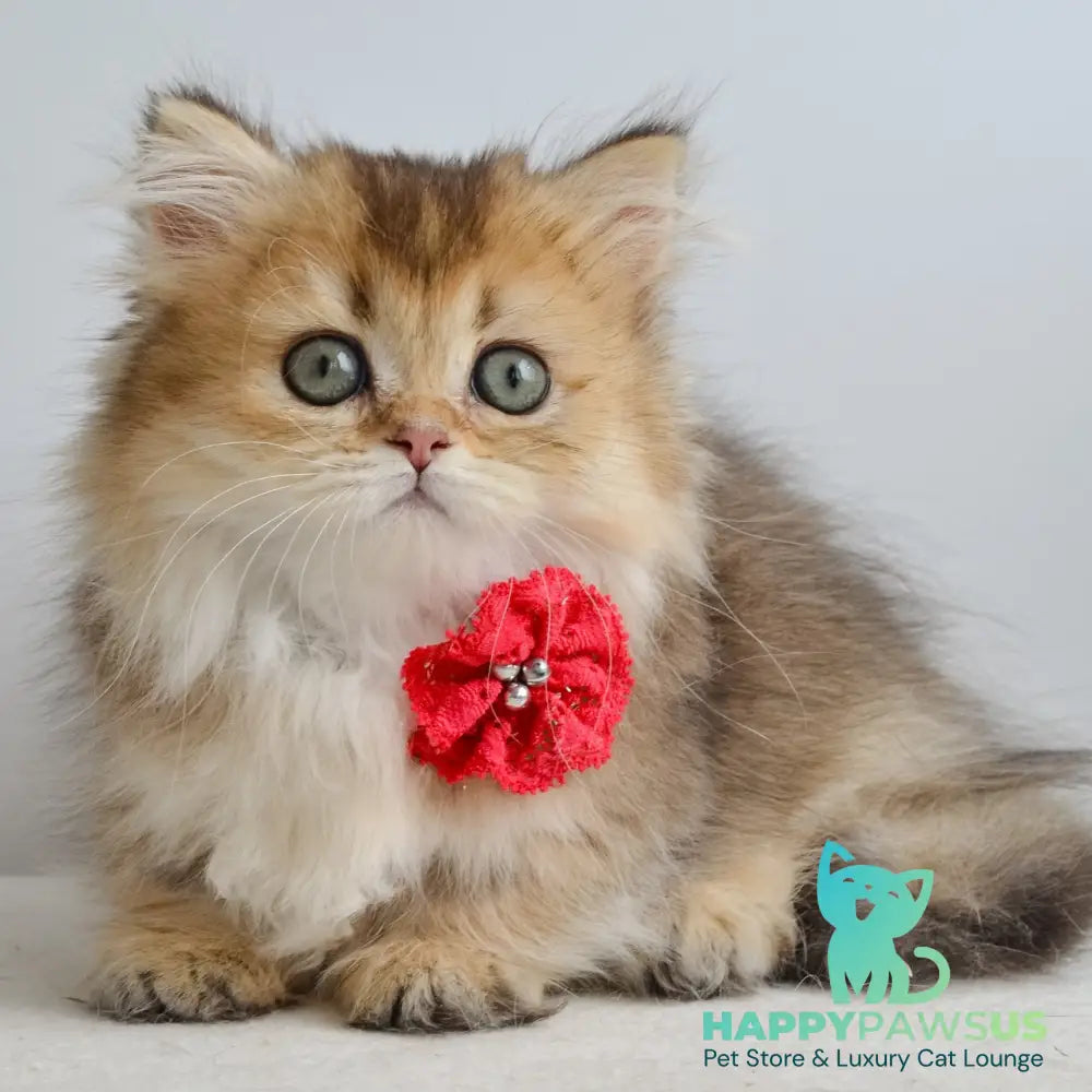 Ivie Munchkin female black golden ticked tabby - live animals