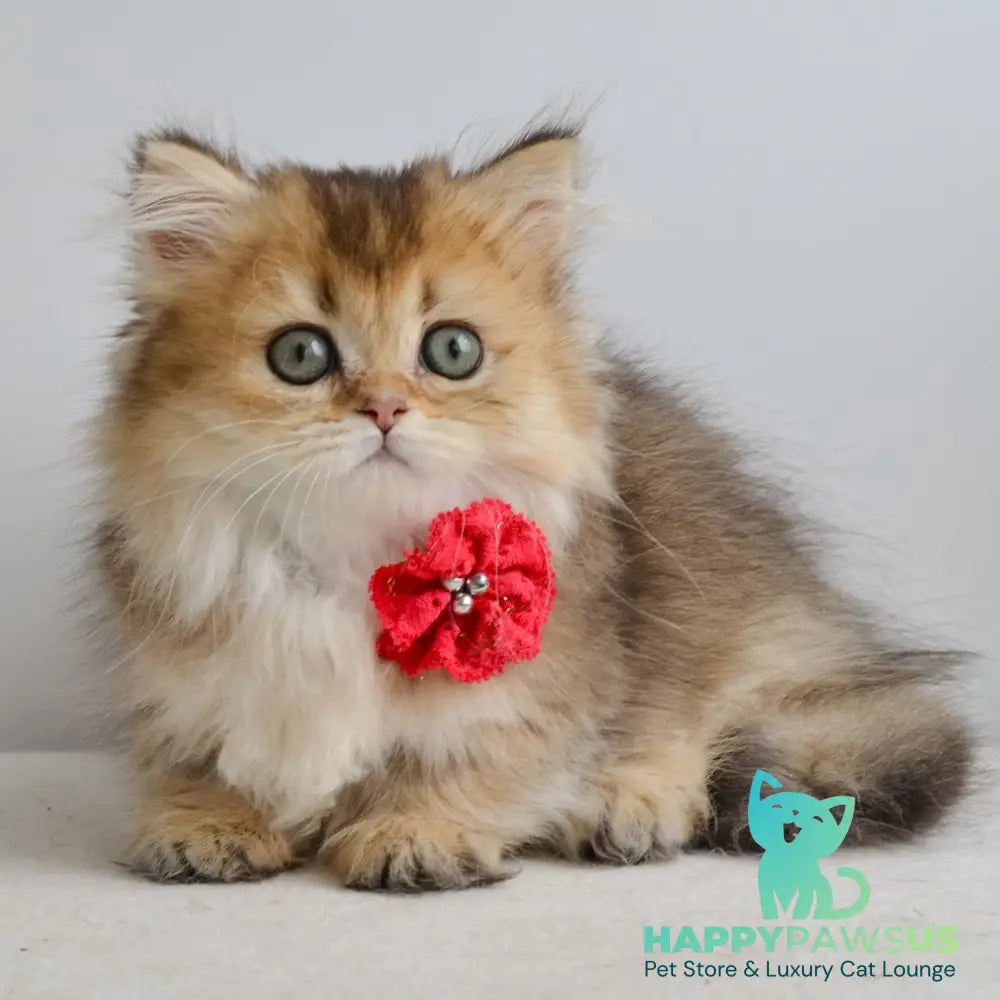 Ivie Munchkin female black golden ticked tabby - live animals