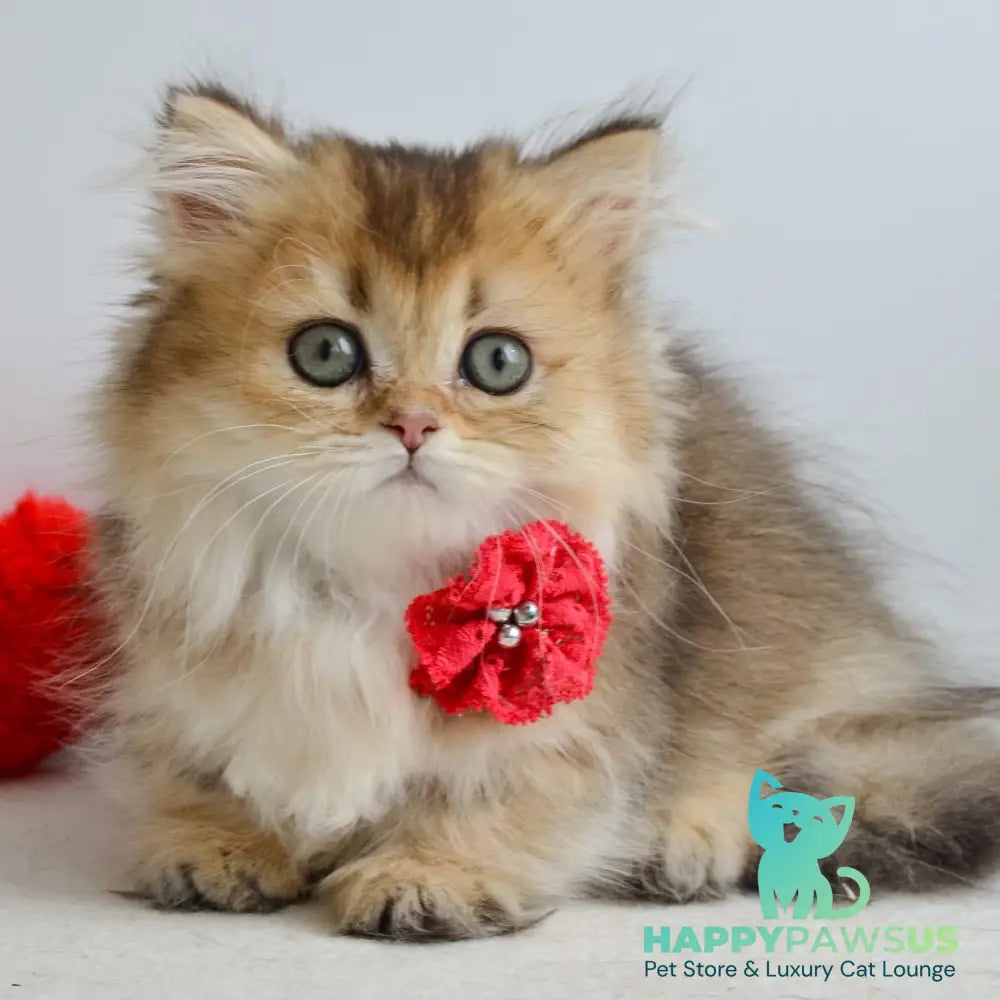 Ivie Munchkin female black golden ticked tabby - live animals