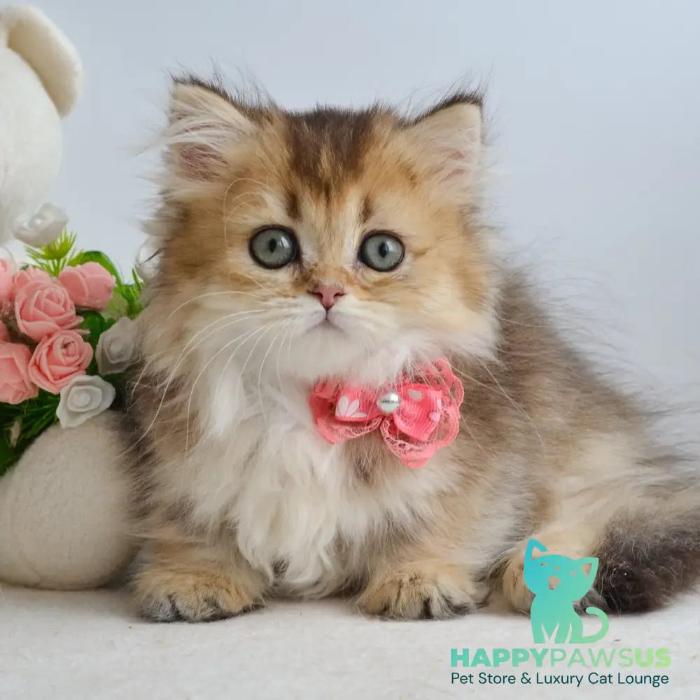 Ivie Munchkin female black golden ticked tabby - live animals