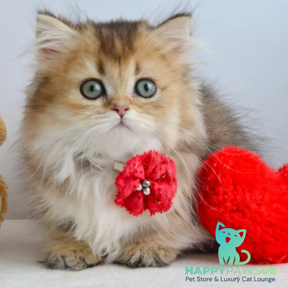 Ivie Munchkin female black golden ticked tabby - live animals