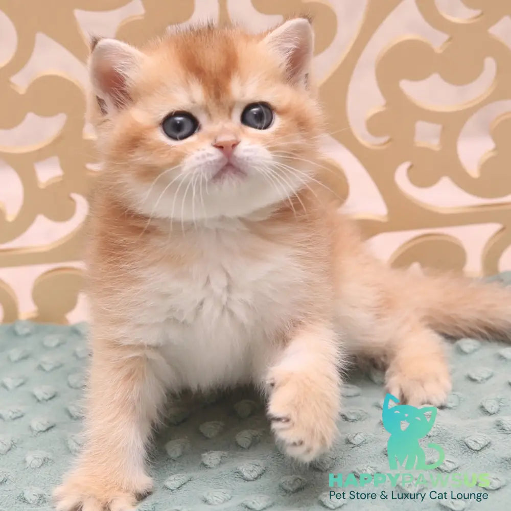 Ivlin Scottish Straight male black golden shaded - live animals