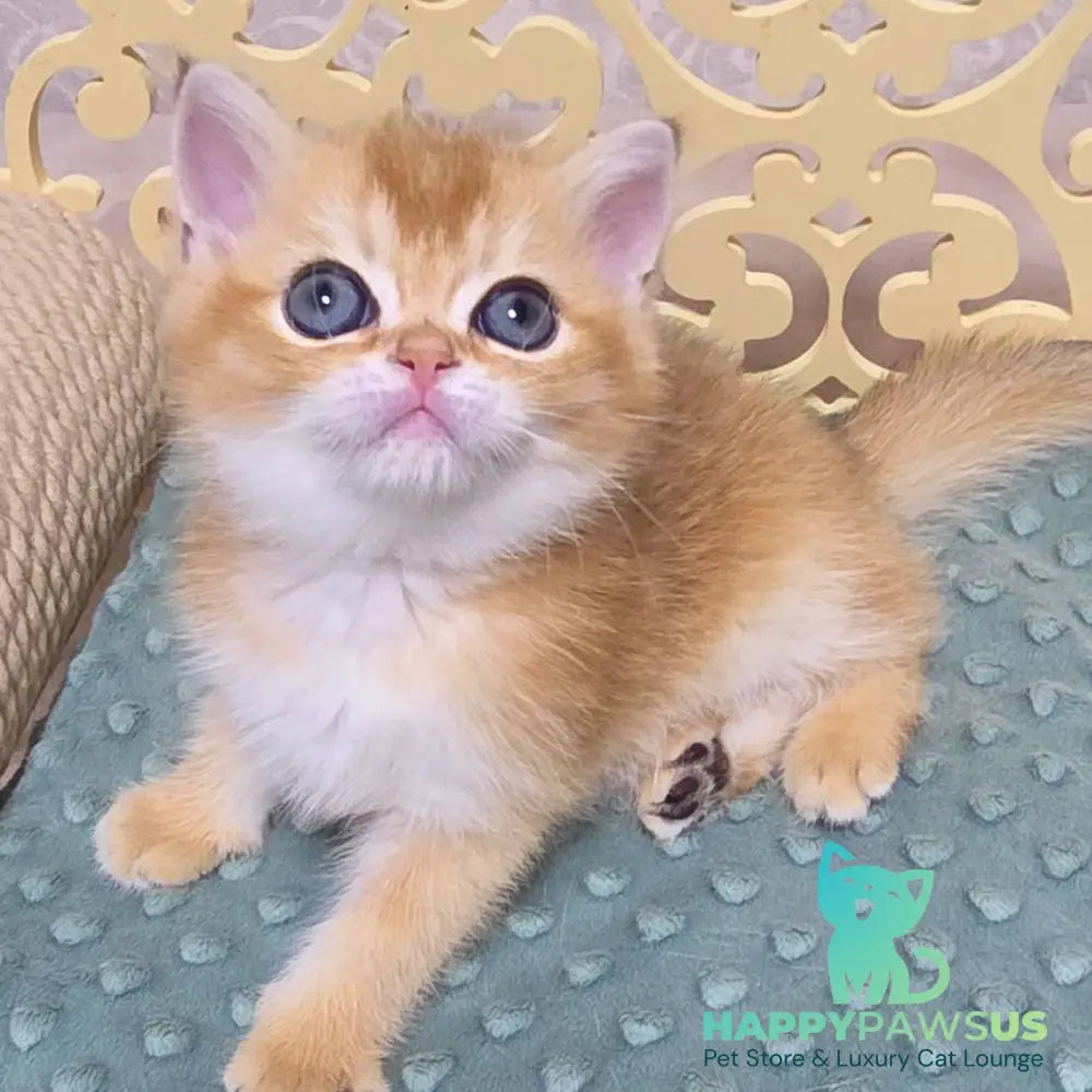 Ivlin Scottish Straight male black golden shaded - live animals