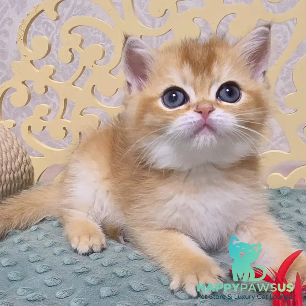 Ivlin Scottish Straight male black golden shaded - live animals
