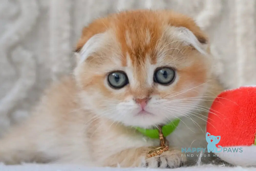 Ivo Scottish Fold male black golden shaded live animals