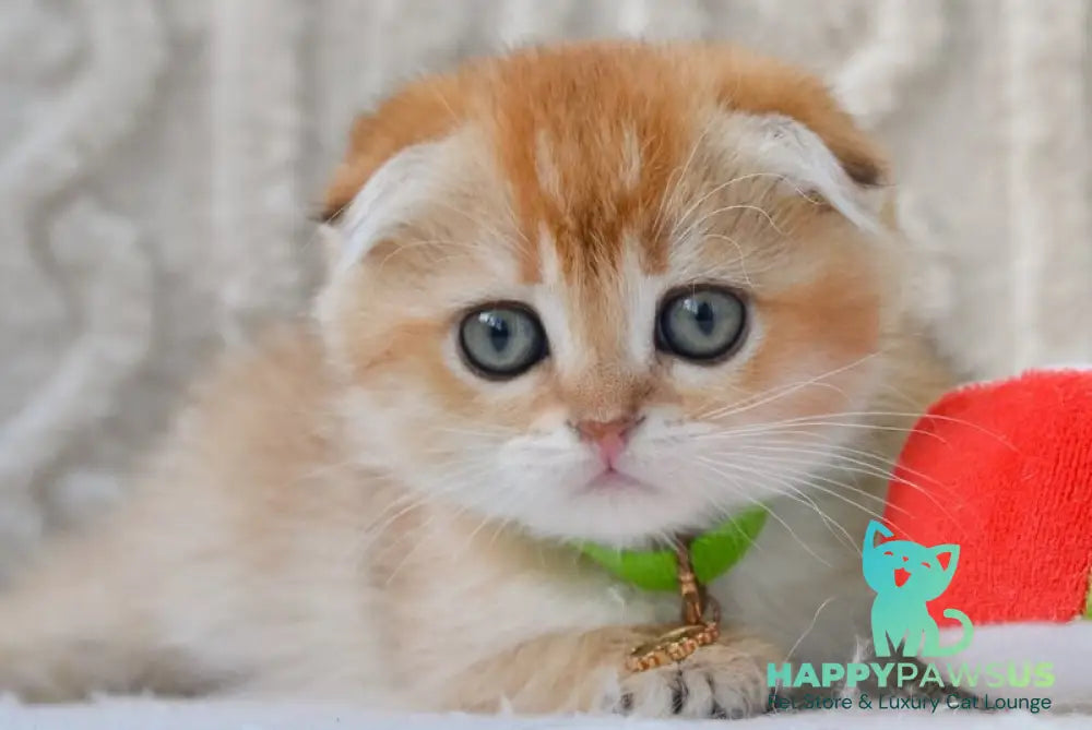 Ivo Scottish Fold male black golden shaded live animals