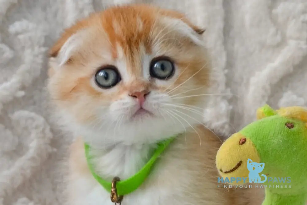 Ivo Scottish Fold male black golden shaded live animals