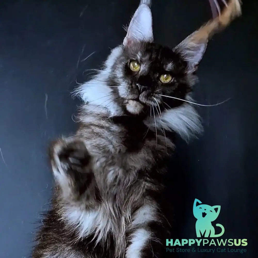 Ivolga Maine Coon female black silver - live animals