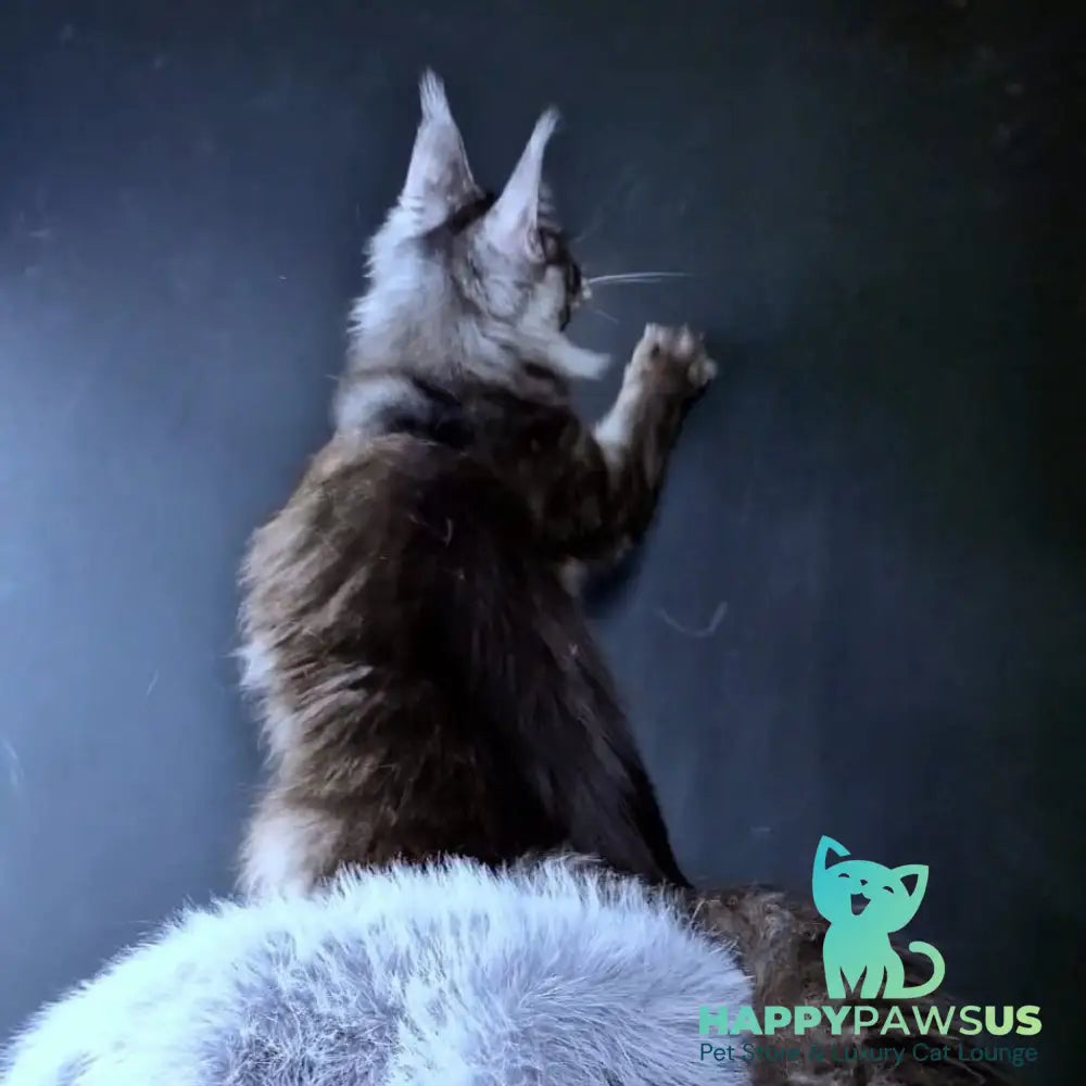 Ivolga Maine Coon female black silver - live animals