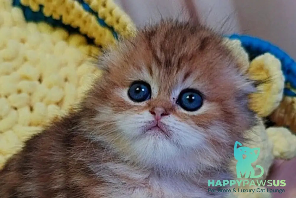 Ivon Scottish Fold male black golden tabby live animals