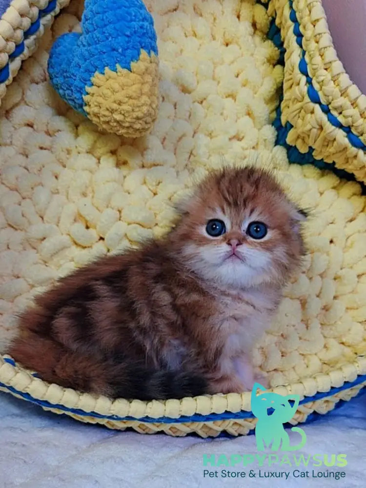 Ivon Scottish Fold male black golden tabby live animals