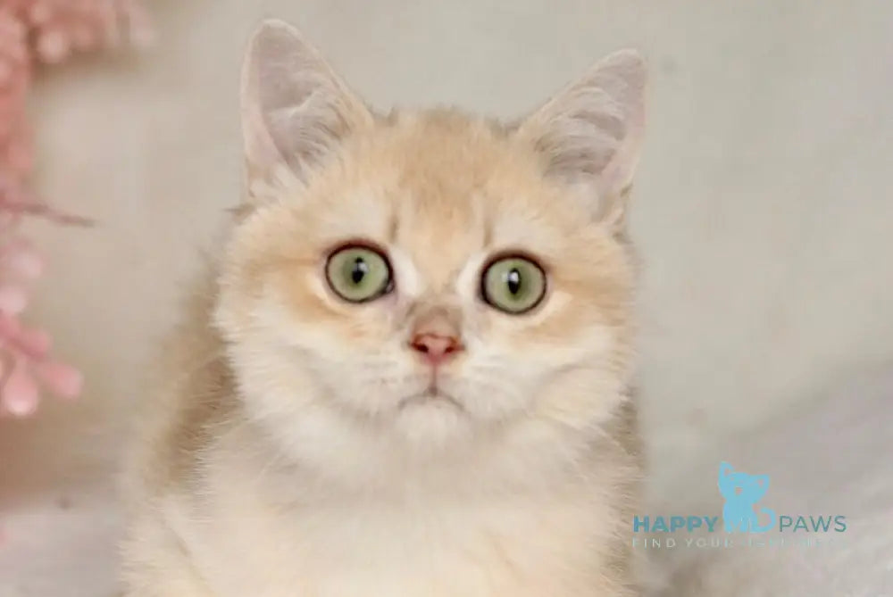 Ivor British Shorthair male lilac golden chinchilla live animals