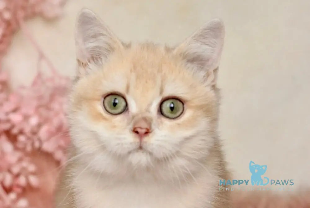 Ivor British Shorthair male lilac golden chinchilla live animals