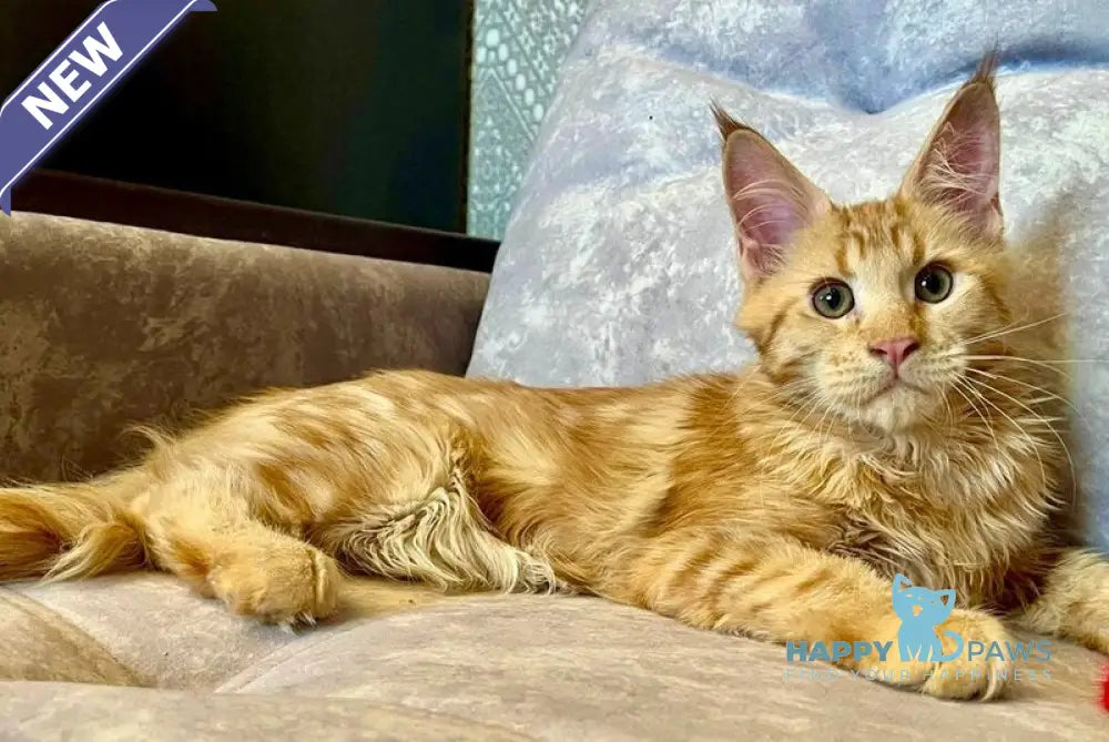 Ivori Maine Coon female red live animals
