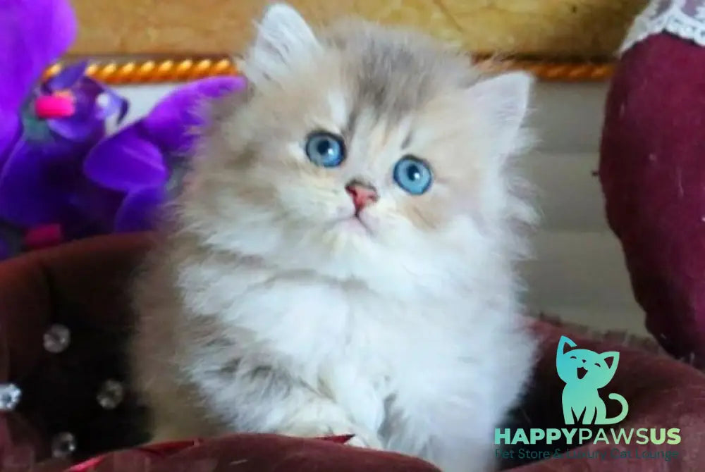 Ivory British Longhair female blue golden ticked tabby - live animals