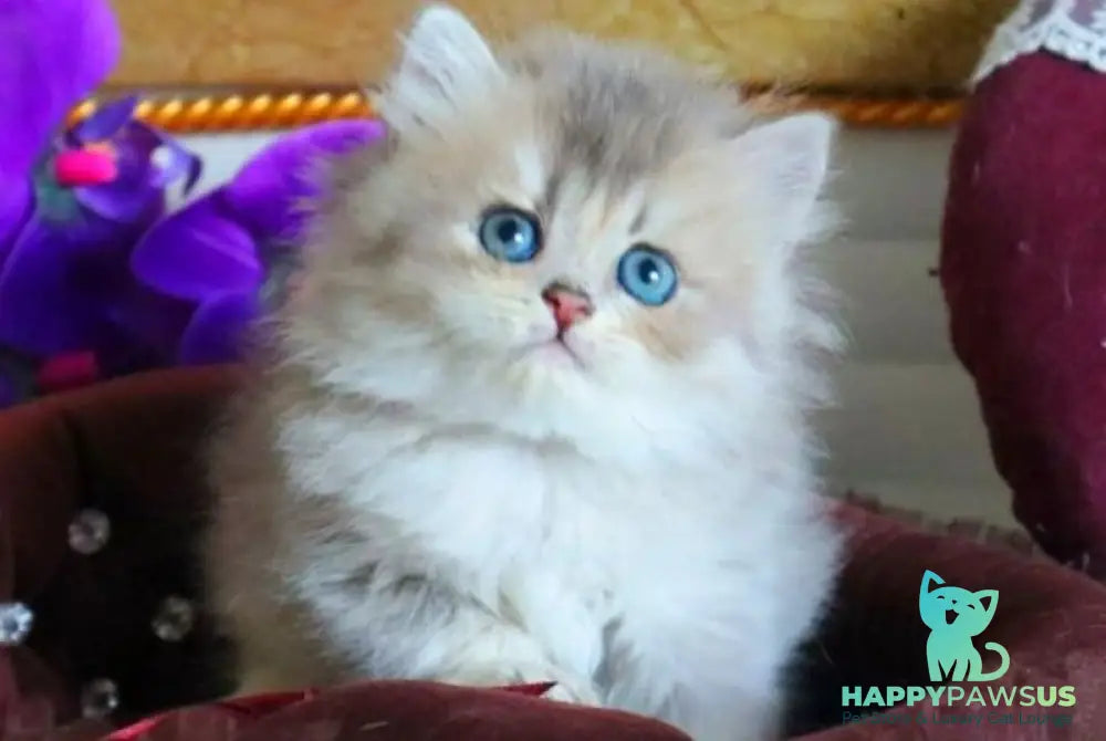 Ivory British Longhair female blue golden ticked tabby - live animals