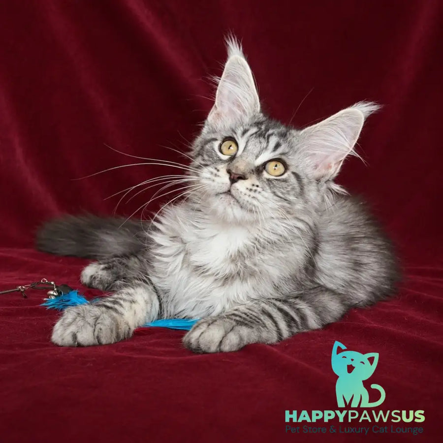 Ivory Maine Coon male black silver tabby - live animals