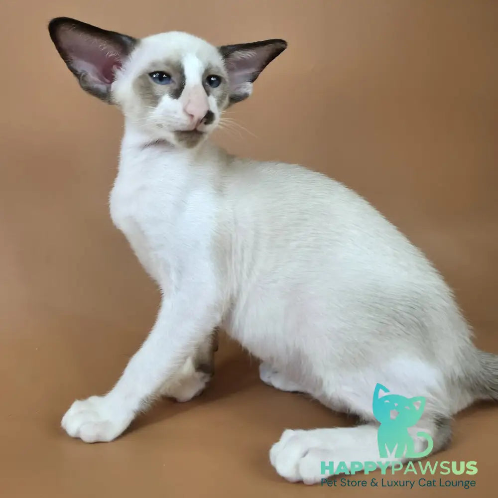 Ivory Siamese female black bicolour - live animals