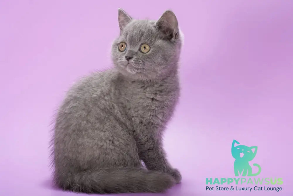 Ivy British Shorthair female blue live animals