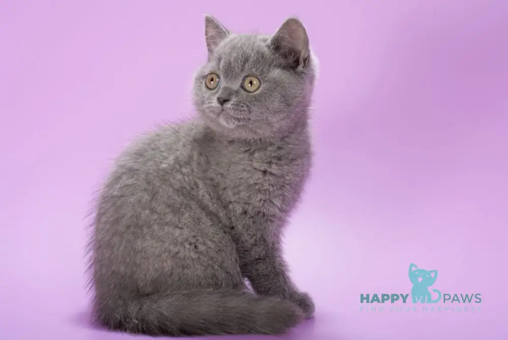 Ivy British Shorthair female blue live animals