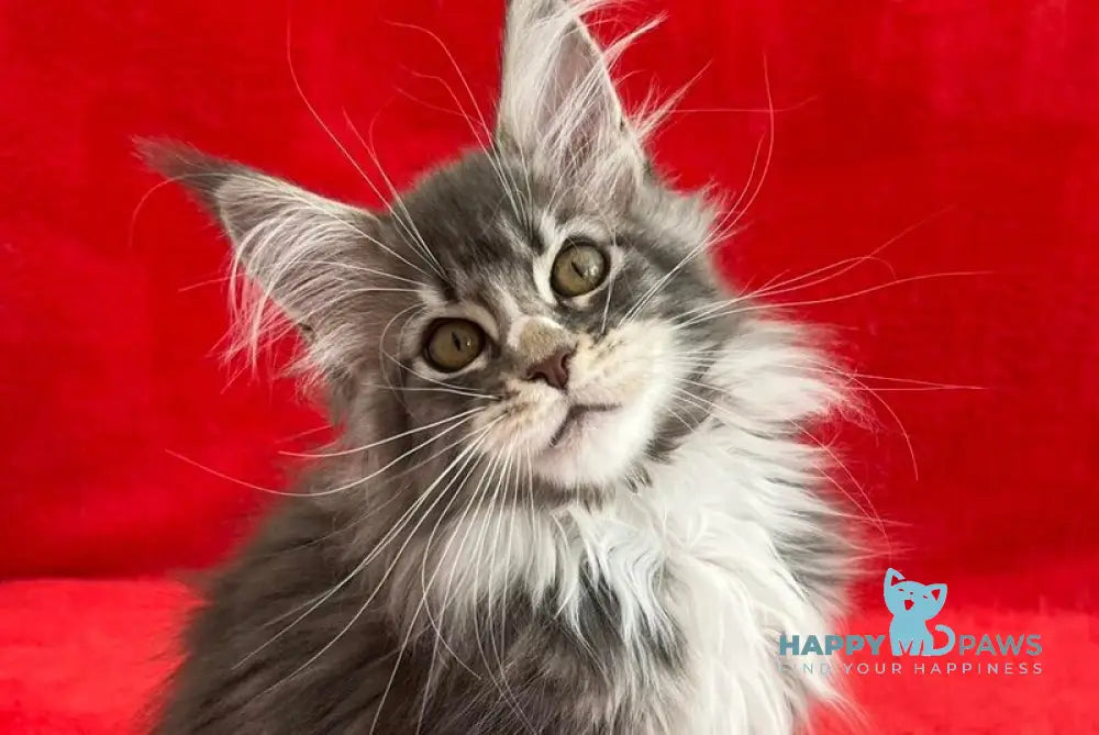 Ivy Maine Coon female blue silver bicolour tabby live animals