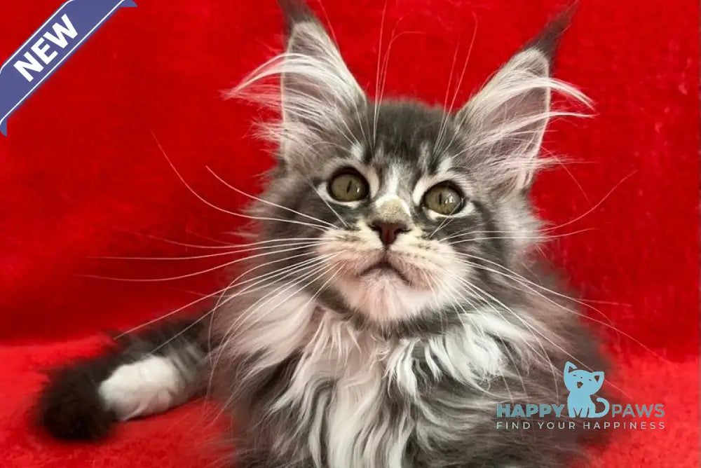 Ivy Maine Coon female blue silver bicolour tabby live animals