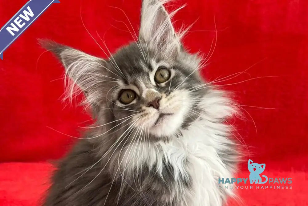 Ivy Maine Coon female blue silver bicolour tabby live animals