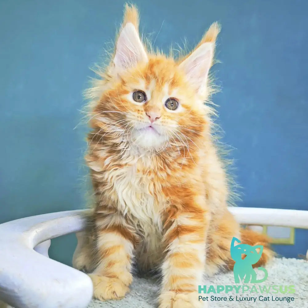 Izabel Maine Coon female red tabby - live animals
