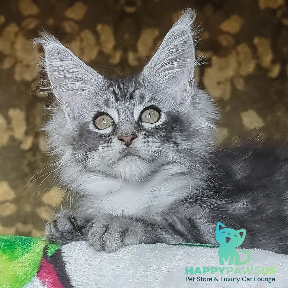 Izida Maine Coon female black silver tabby - live animals