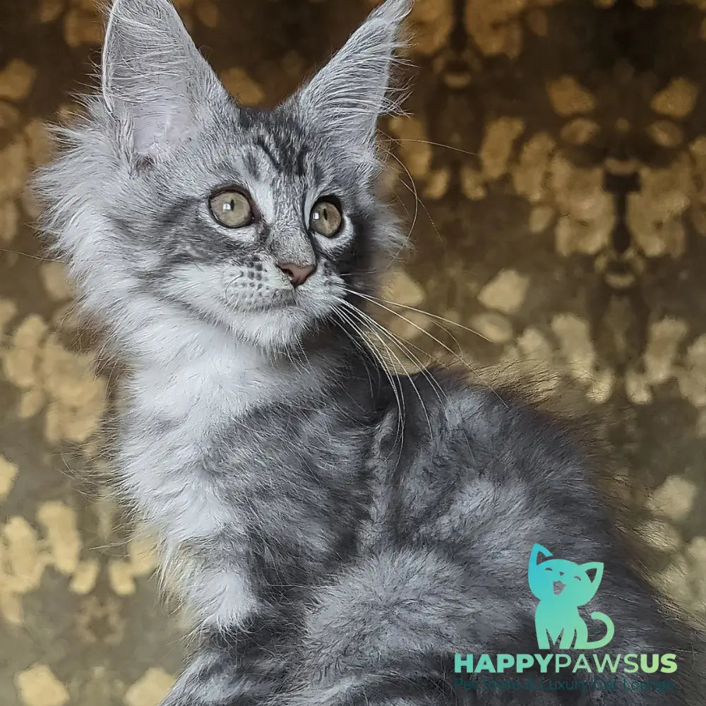 Izida Maine Coon female black silver tabby - live animals