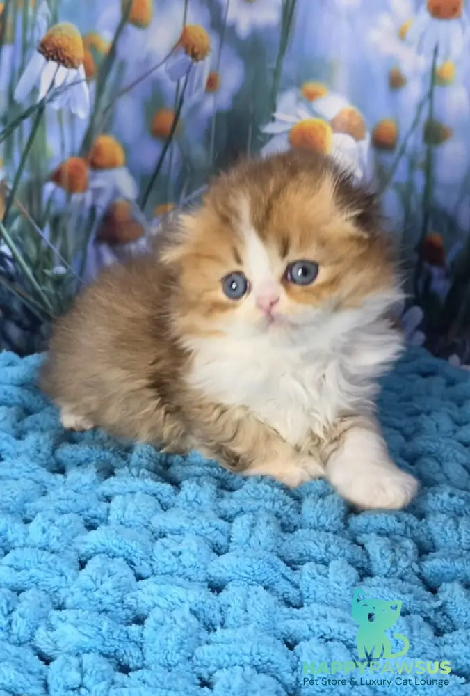 Izium Scottish Fold male chocolate golden shaded bicolour - live animals