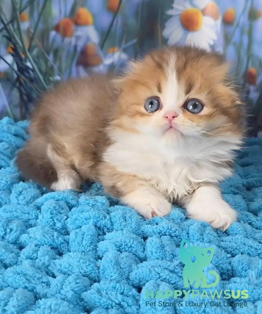 Izium Scottish Fold male chocolate golden shaded bicolour - live animals