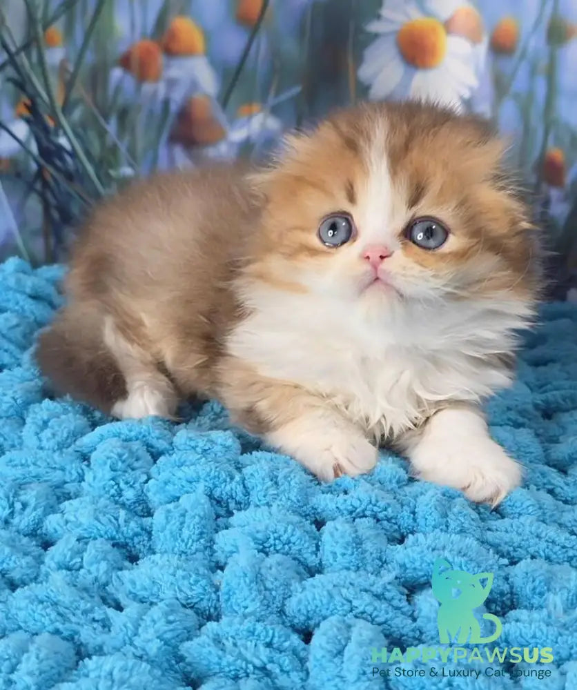 Izium Scottish Fold male chocolate golden shaded bicolour - live animals