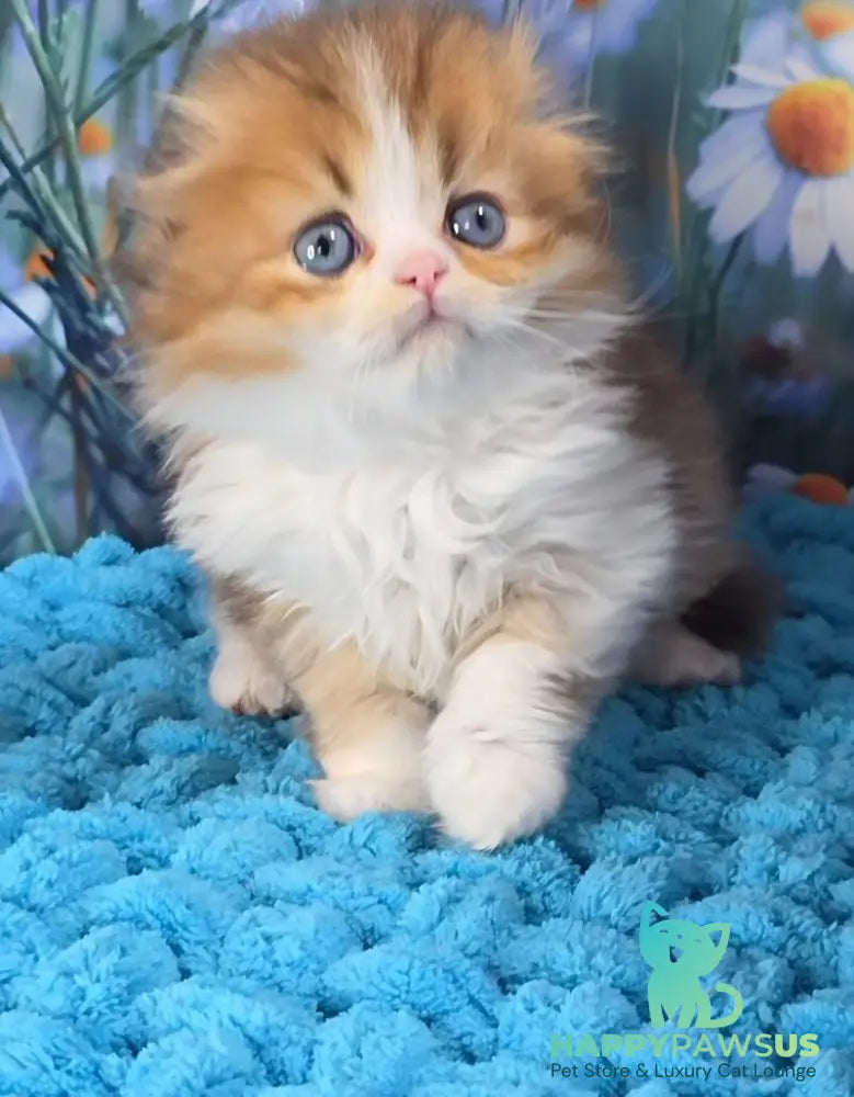 Izium Scottish Fold male chocolate golden shaded bicolour - live animals