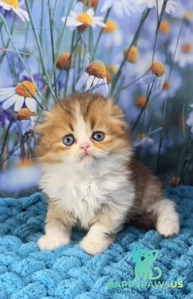 Izium Scottish Fold male chocolate golden shaded bicolour - live animals