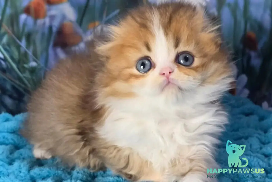 Izium Scottish Fold male chocolate golden shaded bicolour - live animals