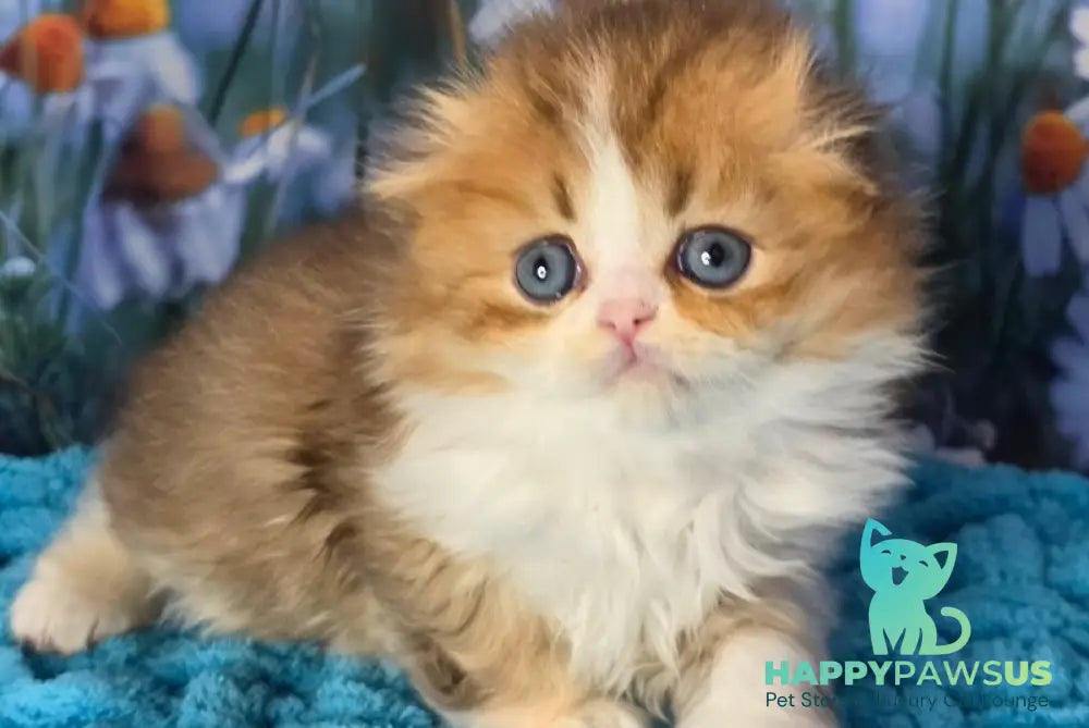 Izium Scottish Fold male chocolate golden shaded bicolour - live animals