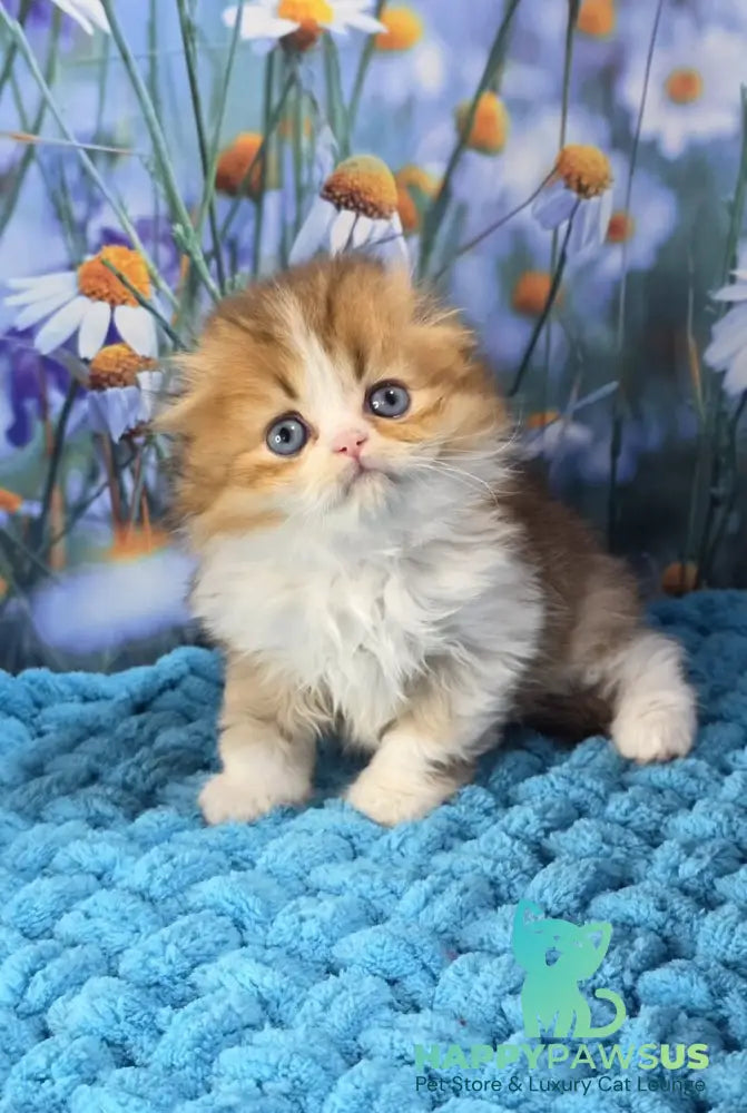 Izium Scottish Fold male chocolate golden shaded bicolour - live animals