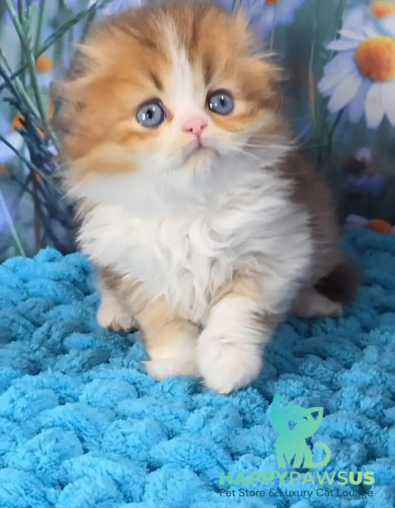 Izium Scottish Fold male chocolate golden shaded bicolour - live animals