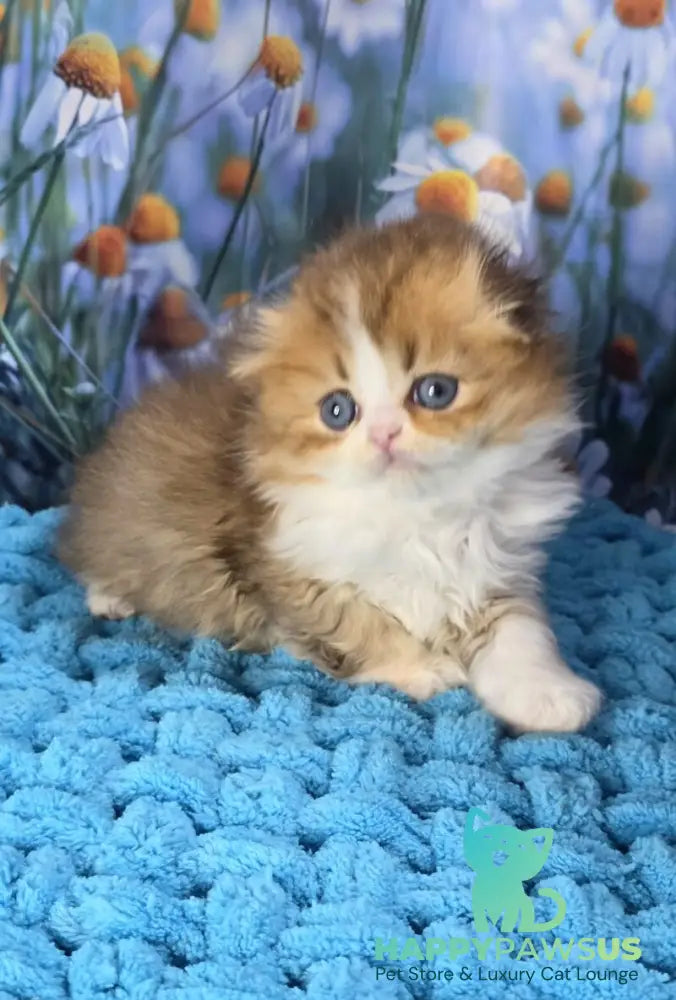 Izium Scottish Fold male chocolate golden shaded bicolour - live animals