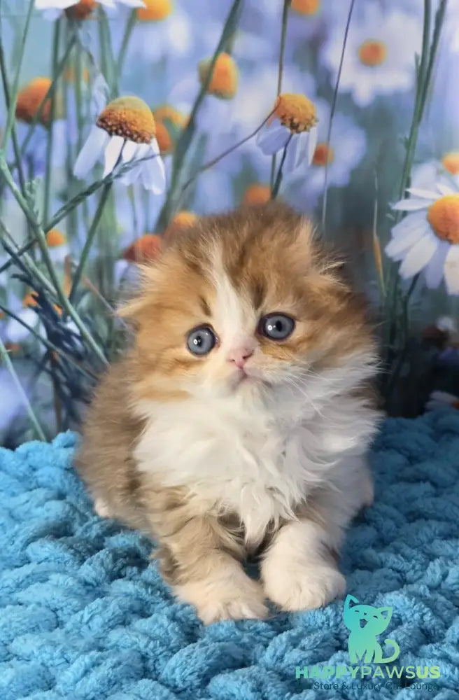 Izium Scottish Fold male chocolate golden shaded bicolour - live animals